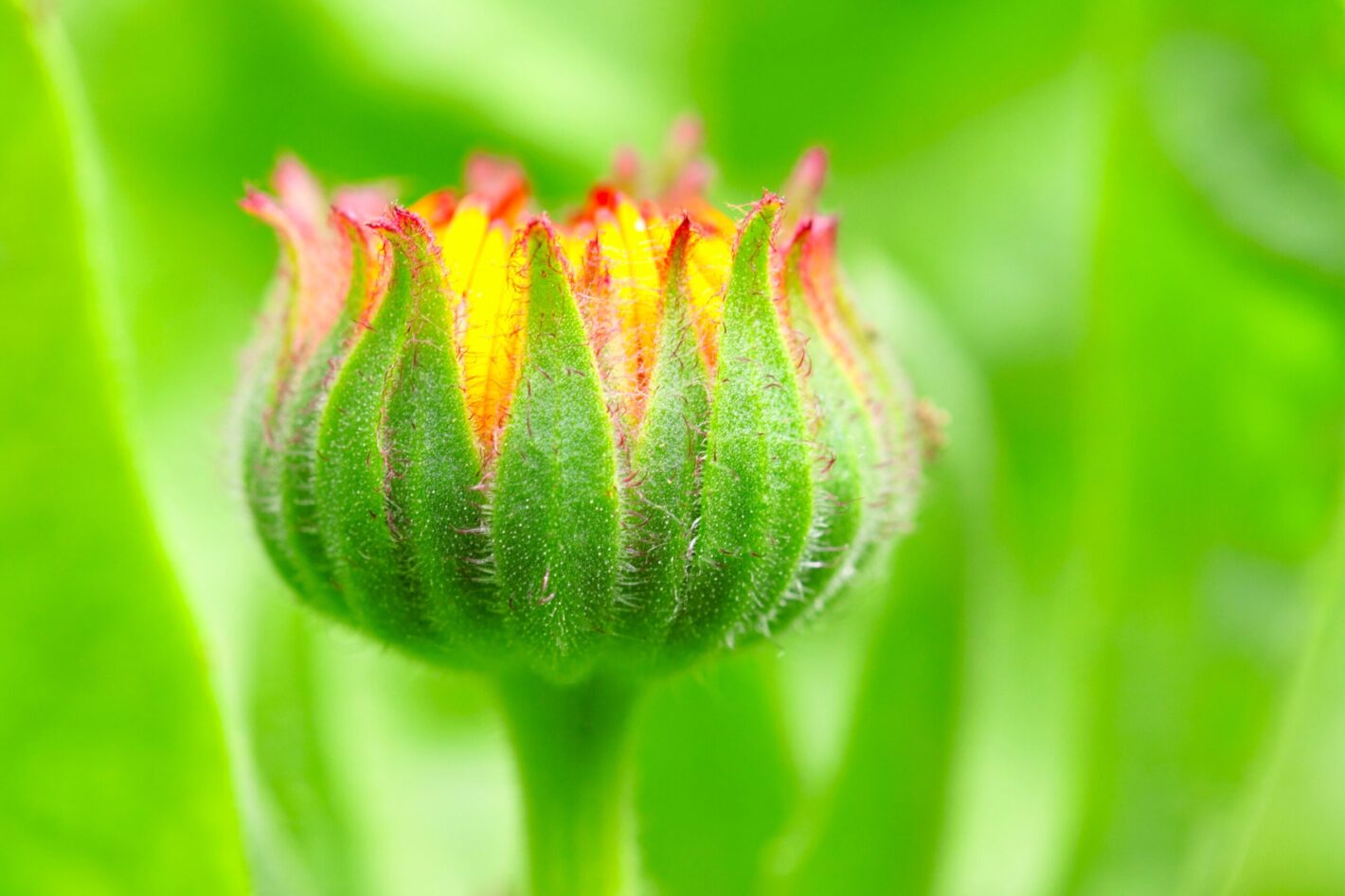 Sustaining Growth with a Smarter Debt Strategy